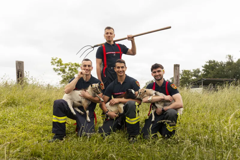 Quatre pompiers posant avec des agneaux et un râteau dans un champ